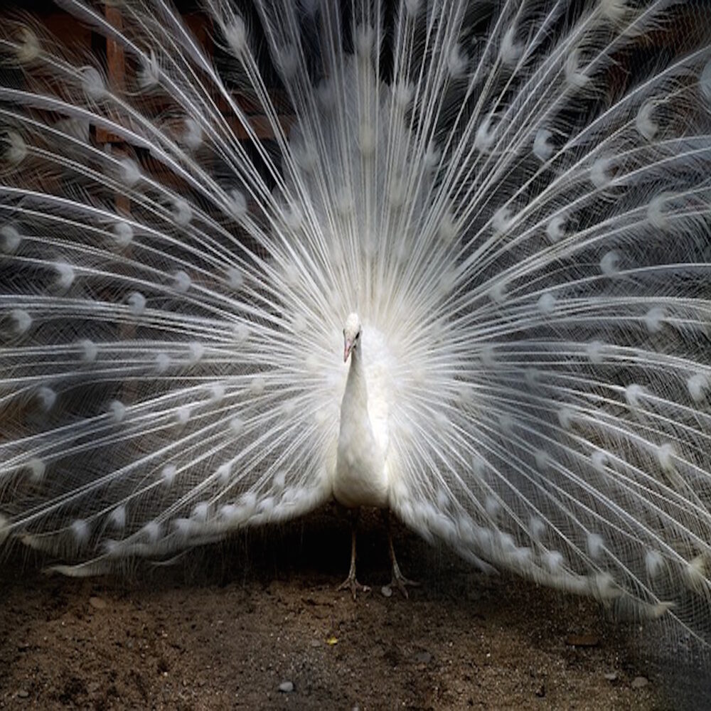 cover art for album 'Life' by Spanish jazz pianist Marc 8 - image depicts a white peacock with all feathers fanned out